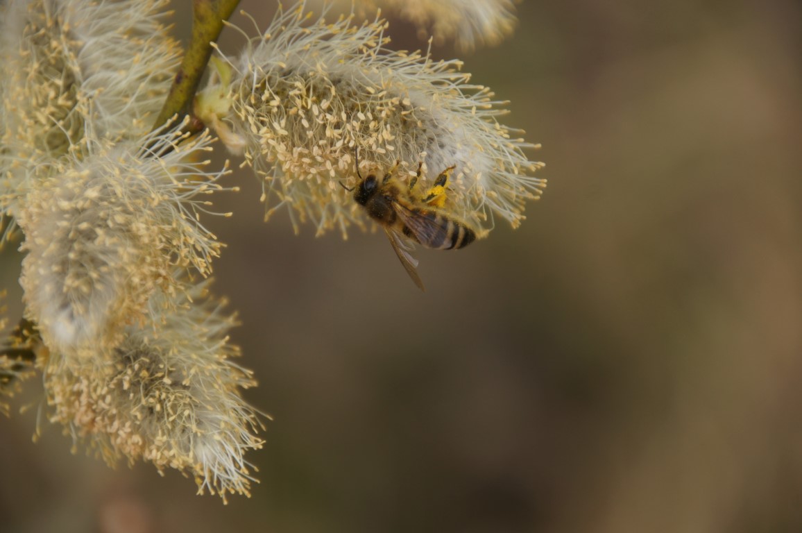 Bee in willow