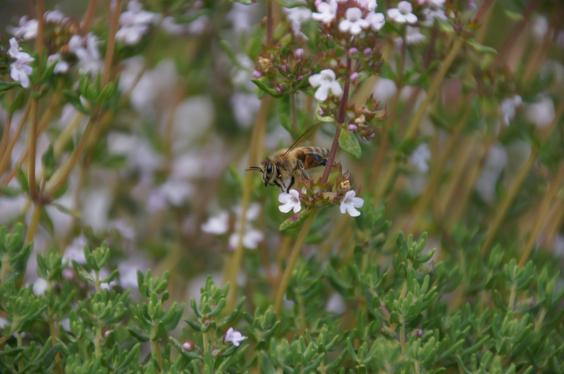 Bee in thyme