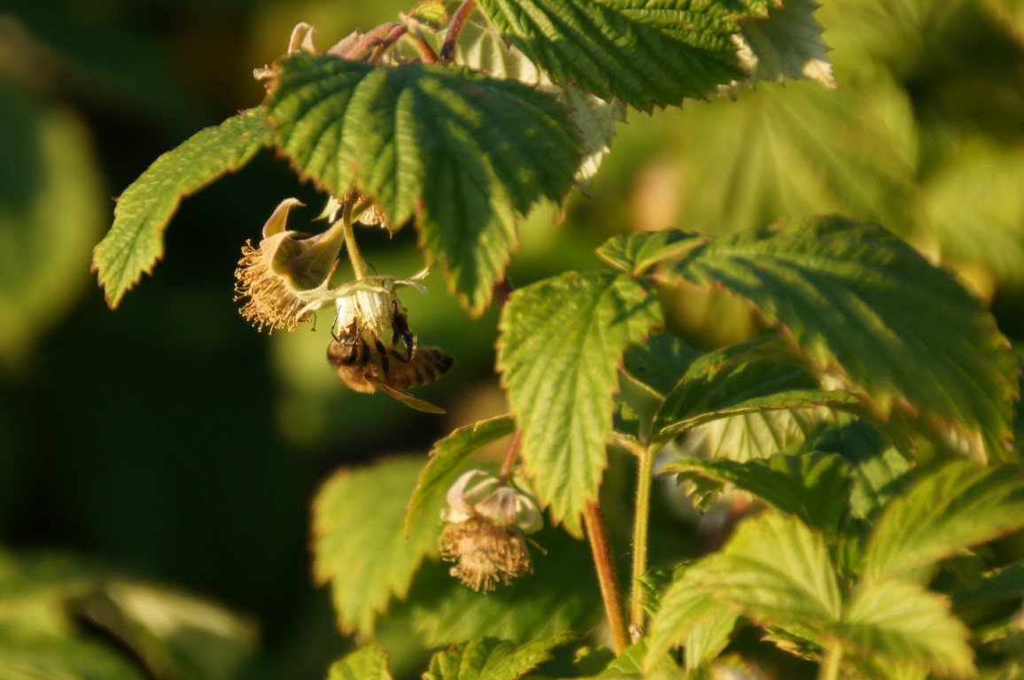 Bee in raspberries