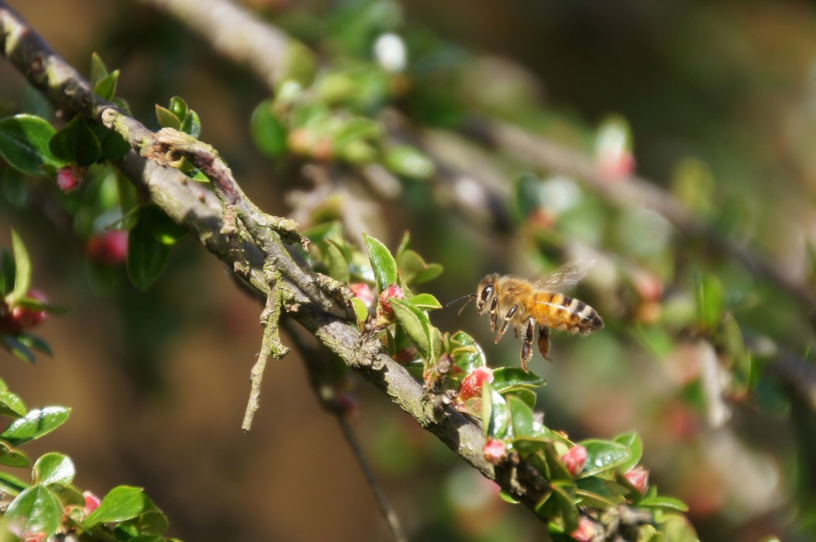 Bee in cotoneaster
