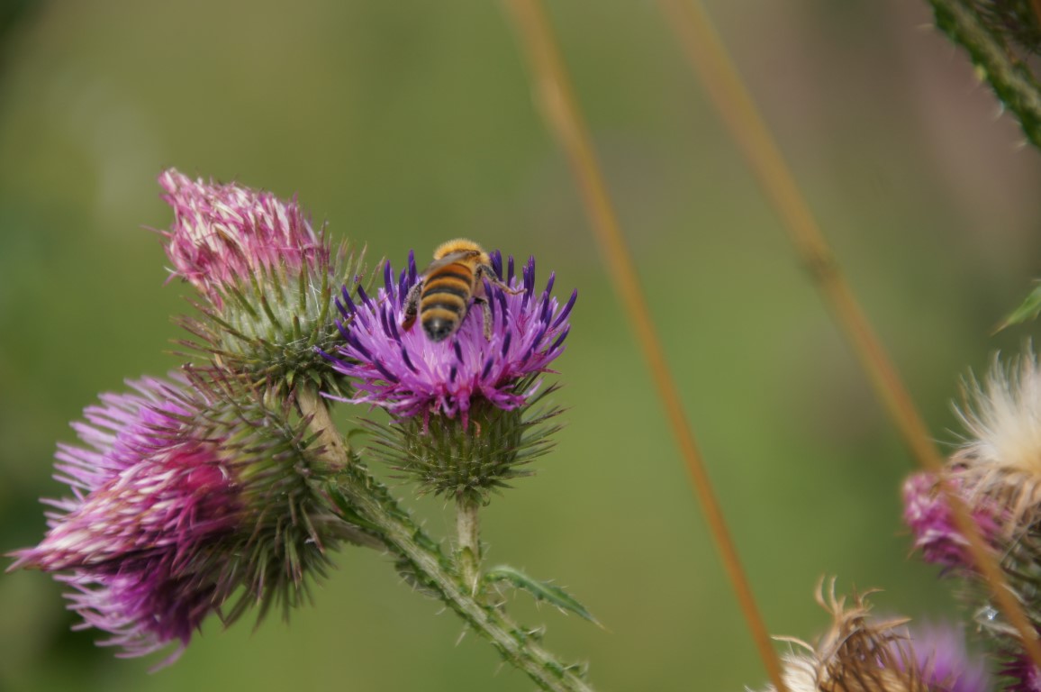 bee in purple thistle