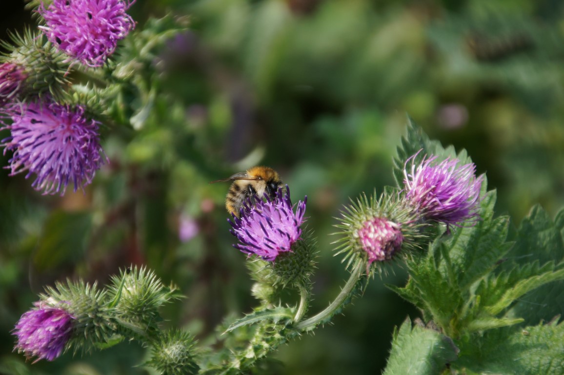 thistle with common carder bee