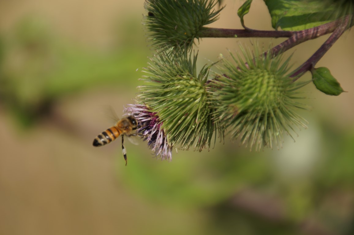 bee catching a thistle