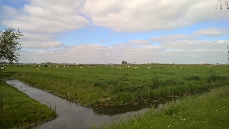 The Frisian grasslands