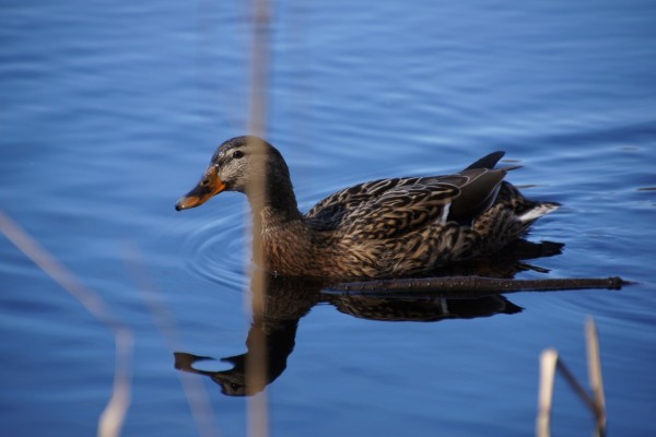 Female mallard in lake