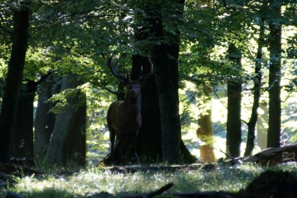 Red deer in woodlight