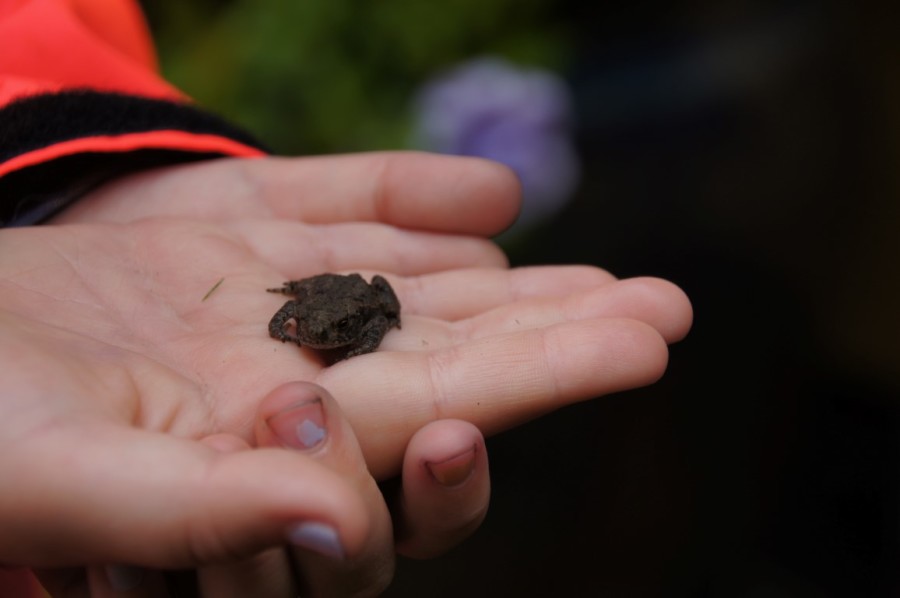 Toad on hand