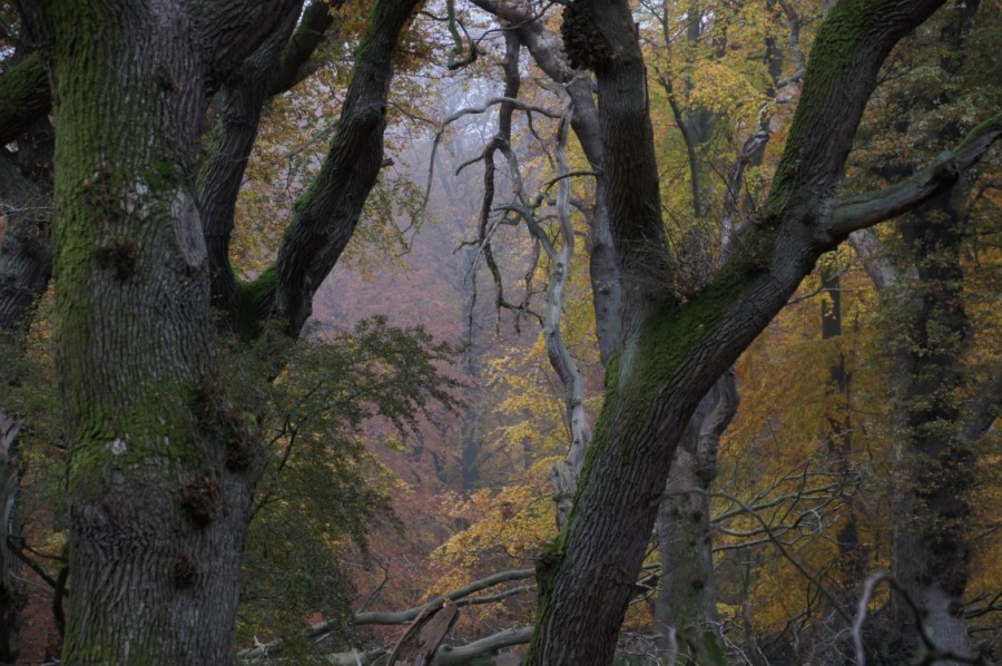 autumn in oak wood