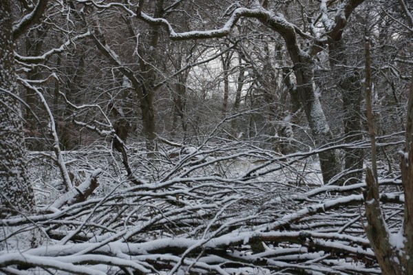 snowy afternoonlight tangled oak wood