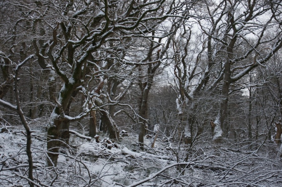 winter afternoon in snowy oak wood