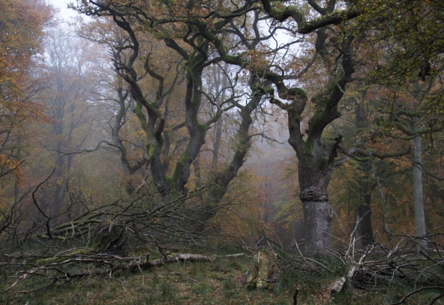 smoky autumn in oak wood