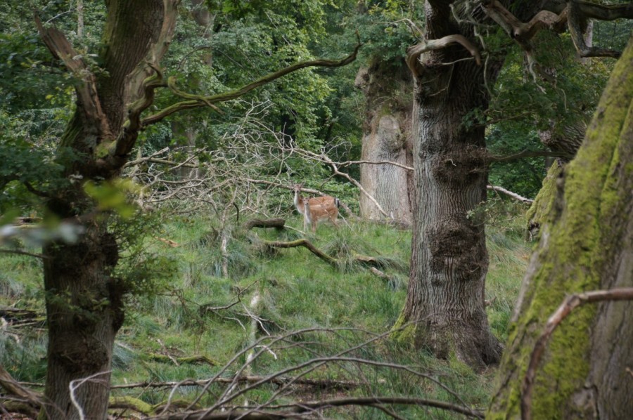 oak trees and deer in summer wood