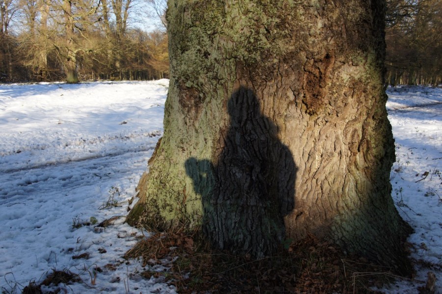 shadow on the oak trunk