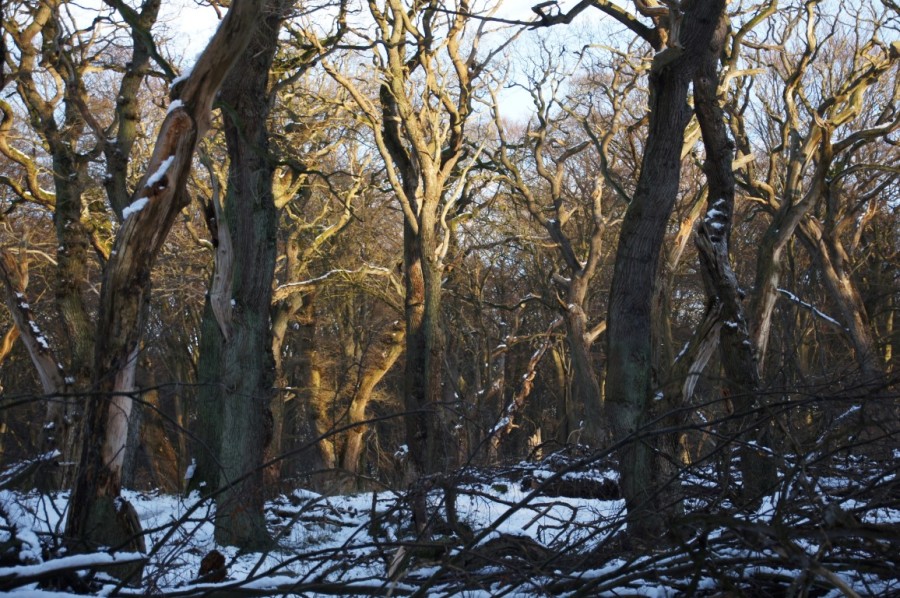 snow and afternoon winter light on oak wood