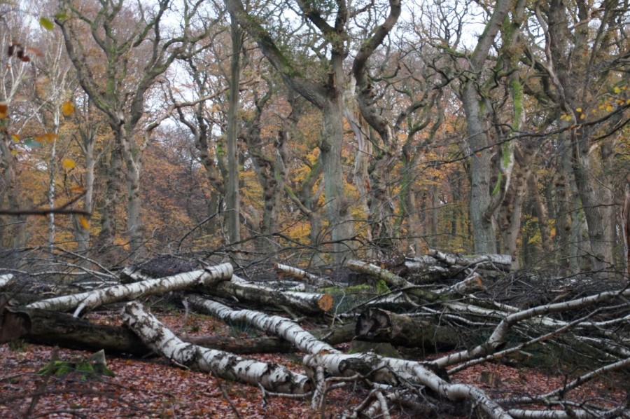 late autumn in oak wood