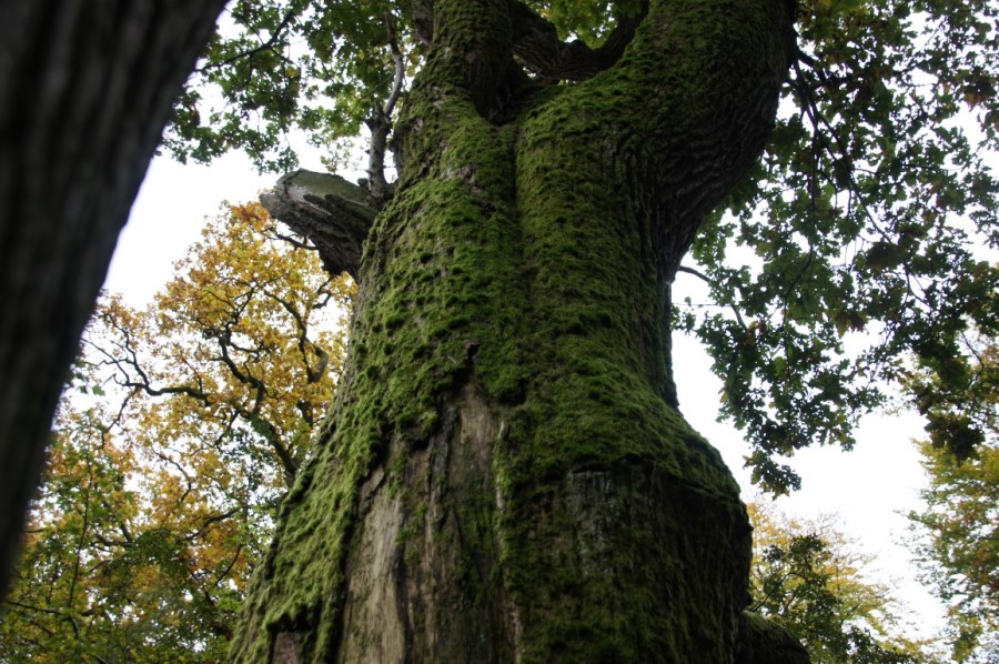 oak tree with moss