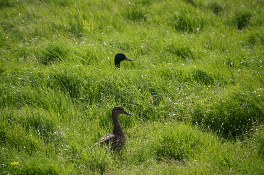 sea of grass - ducks