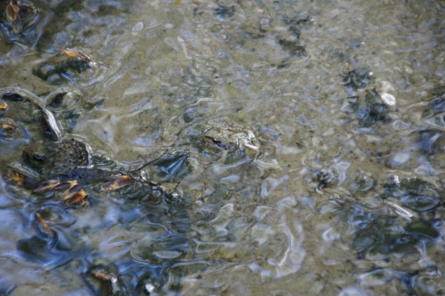 silvery frog in running water