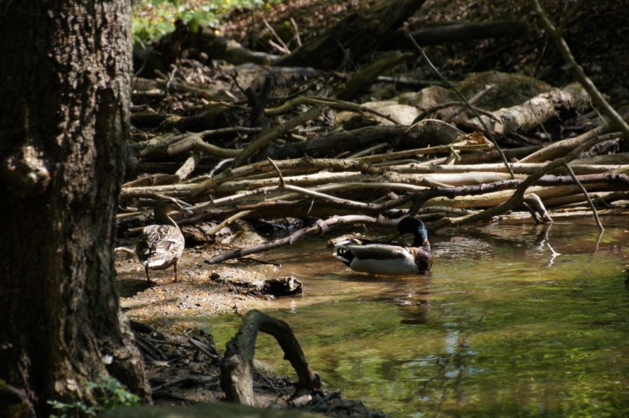 ducks by the stream