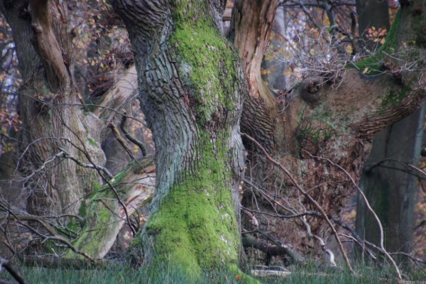 oak tree streching