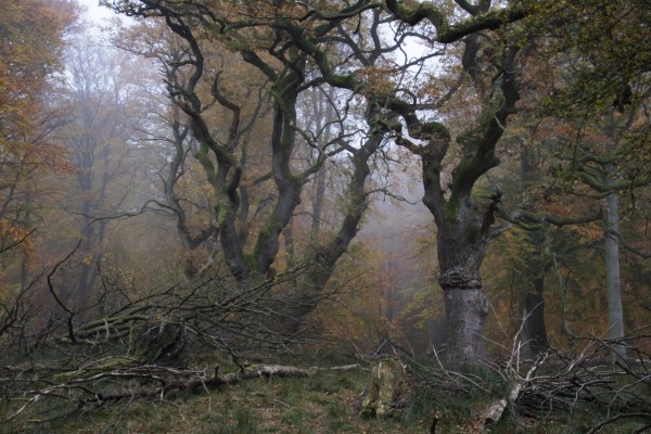 smoky autumn in oak wood