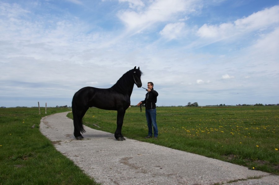 frisian stallion 'Jolbert' from stal Chardon